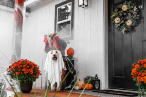 5 Fun Things to Do Around Your House This Fall